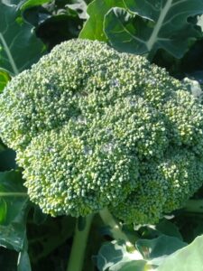 broccolo bio